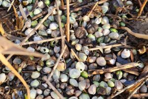Muscheln sammeln am Strand
