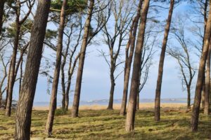 Windflüchter in der Natur